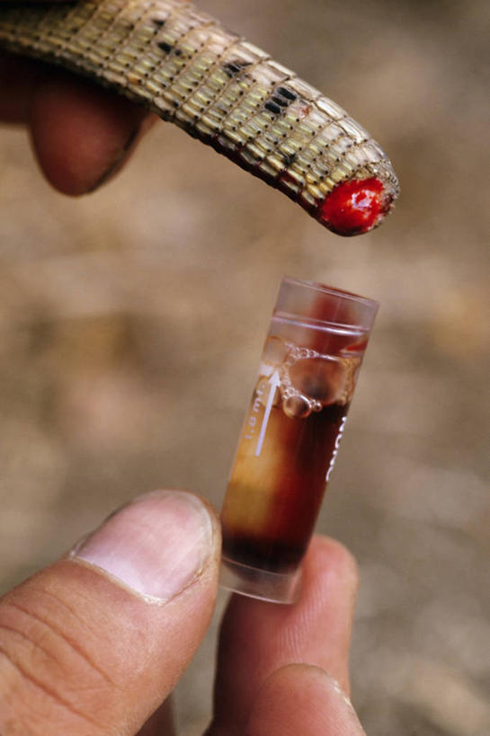 一个人,竖图,室外,特写,白天,侧面,旅游,度假,神秘,野生动物,蜥蜴,印度尼西亚,科学,岛,娱乐,动物,享受,休闲,手指,放松,摄影,东南亚,部分,环境,生态,生物学,脱氧核糖核酸,恐怖,献血,志愿者,石龙子,泉龙,猪婆蛇,四脚蛇,蜴,巨蜥,科莫多巨蜥,彩图,动物学