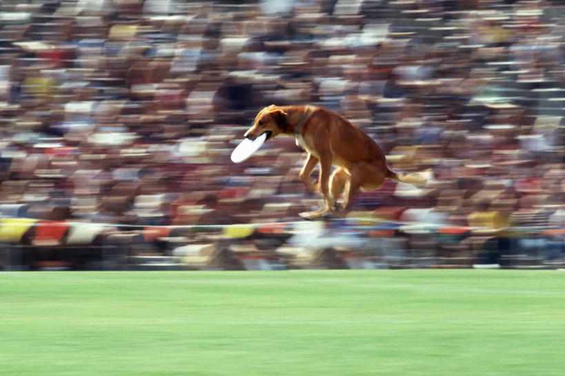 跳,横图,运动模糊,成功,竞争,狗,工作,体育场,动物,飞盘,家畜,摄影,灵感,接,敏捷,效率,成就,决心,群众,挑战,获胜,彩图,动机