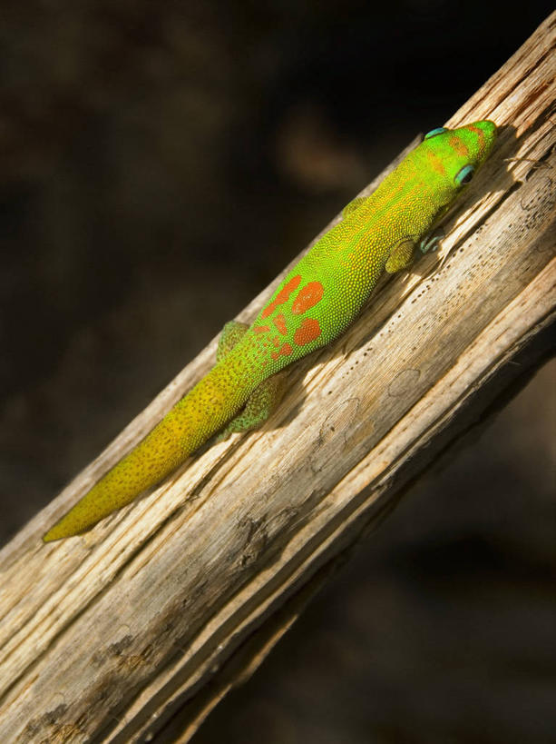 无人,竖图,俯视,彩色,室外,白天,美景,壁虎,蜥蜴,景观,枝,黄色,绿色,自然,景色,摄影,五颜六色,色彩斑斓,自然风光,五彩缤纷,伪装,五彩斑斓,五光十色,彩图,高角度拍摄