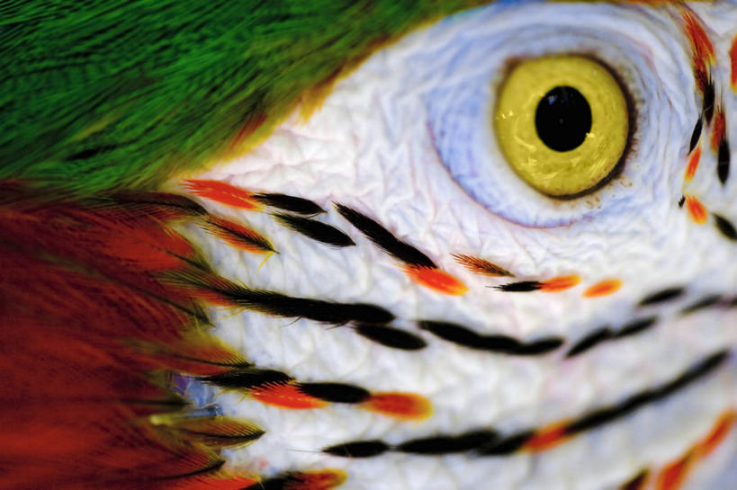 无人,横图,室外,特写,白天,鹦鹉,羽毛,美国,动物,凝视,摄影,视力,金刚鹦鹉,北美,北美洲,美洲,佛罗里达,佛罗里达州,佛州,阳光州,迈阿密海滩,北亚美利加洲,亚美利加洲,人体结构,彩图,美利坚合众国