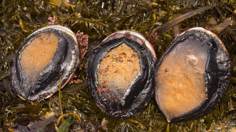 无人,横图,室外,白天,贝壳,美国,三只,饮食,无脊椎动物,动物,摄影,鲍鱼,保护,海草,软体动物,犯罪,加利福尼亚,濒危物种,彩图