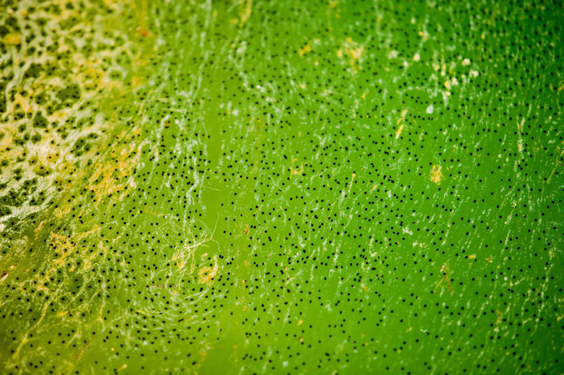 无人,横图,特写,背景,青蛙,美国,一群,许多,池塘,很多,绿色,动物,摄影,生活方式,生物学,加利福尼亚,蝌蚪,肌理,卵,彩图,全画面,全框架,全帧,全画幅,受精卵