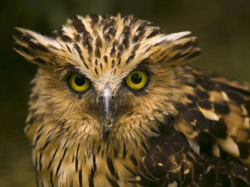 无人,横图,室外,特写,白天,夜晚,正面,智慧,猫头鹰,野生动物,羽毛,英格兰,动物,摄影,彩图