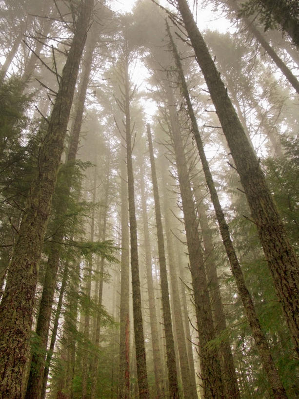 无人,竖图,室外,白天,仰视,神秘,瀑布,森林,山,雾,松树,美国,地形,树,自然,摄影,生长,北美,北美洲,清新,杉树,坚定,美洲,华盛顿州,阿尔卑斯山脉,北亚美利加洲,亚美利加洲,长寿,贞洁,花旗松,针叶树,彩图,低角度拍摄,铁杉,美利坚合众国