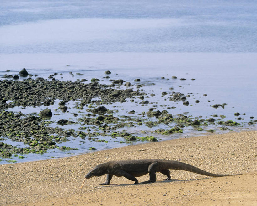 无人,横图,室外,白天,侧面,旅游,度假,神秘,野生动物,蜥蜴,印度尼西亚,科学,岛,娱乐,动物,享受,休闲,放松,摄影,东南亚,生态,生物学,恐怖,石龙子,泉龙,猪婆蛇,四脚蛇,蜴,巨蜥,科莫多巨蜥,海滩,彩图,旅行,动物学