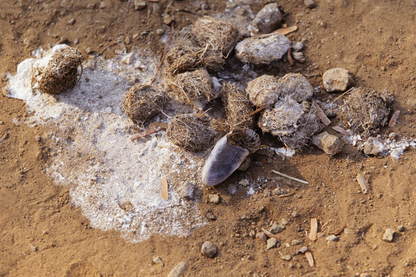无人,横图,室外,白天,野生动物,印度尼西亚,科学,摄影,东南亚,生物学,科莫多巨蜥,惊骇,彩图,动物学