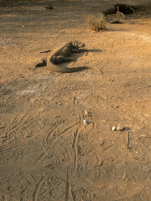 无人,竖图,室外,白天,留白,神秘,野生动物,蜥蜴,印度尼西亚,科学,泥土,动物,摄影,东南亚,生物学,恐怖,石龙子,泉龙,猪婆蛇,四脚蛇,蜴,巨蜥,科莫多巨蜥,彩图,动物学