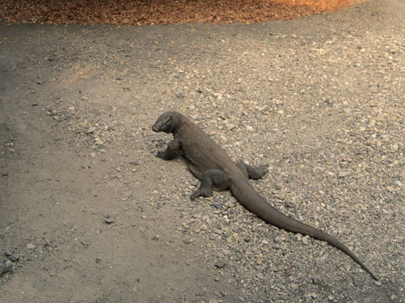 无人,横图,室外,白天,留白,旅游,度假,神秘,野生动物,蜥蜴,印度尼西亚,科学,小路,娱乐,动物,享受,休闲,放松,摄影,东南亚,生态,生物学,恐怖,客舱,石龙子,泉龙,猪婆蛇,四脚蛇,蜴,巨蜥,科莫多巨蜥,彩图,旅行,动物学