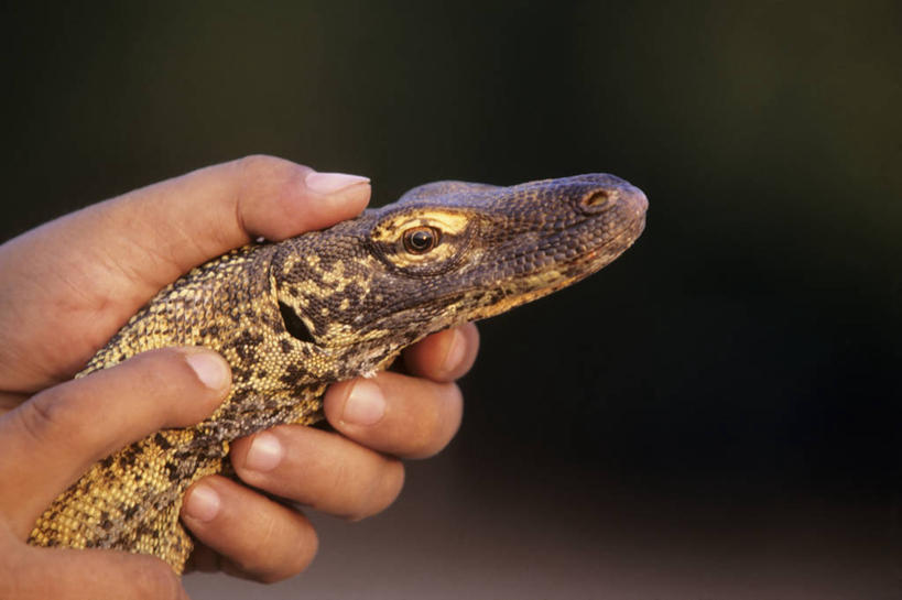 西方人,手,一个人,科学家,横图,室外,特写,白天,侧面,旅游,度假,神秘,野生动物,蜥蜴,印度尼西亚,欧洲,欧洲人,科学,娱乐,动物,享受,休闲,放松,摄影,东南亚,部分,生态,生物学,恐怖,石龙子,泉龙,猪婆蛇,四脚蛇,蜴,巨蜥,科莫多巨蜥,白种人,彩图,动物学