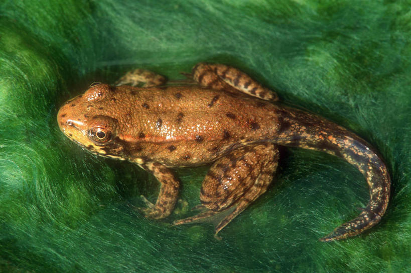 无人,舞台,横图,俯视,室外,特写,白天,青蛙,尾巴,池塘,褐色,摄影,生长,生物学,藻类,改变,蝌蚪,发展,人体结构,彩图,高角度拍摄,淡水