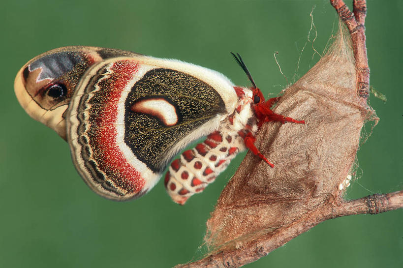 无人,横图,室外,特写,白天,自行车,昆虫,枝,拿着,脚踏车,自然,摄影,茧,胸腔,放置,蛾,显现,改变,式样,彩图