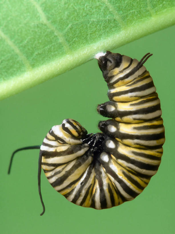 无人,竖图,室外,特写,白天,侧面,植物,蝴蝶,叶子,吊挂,悬挂,条纹,环绕,缠绕,草药,药草,挂,中药,脚踏车,绿色,自然,春天,季节,摄影,黑脉金斑蝶,放置,药材,中草药,改变,纠缠,中药材,本草,马利筋,毛虫,彩图,卷须