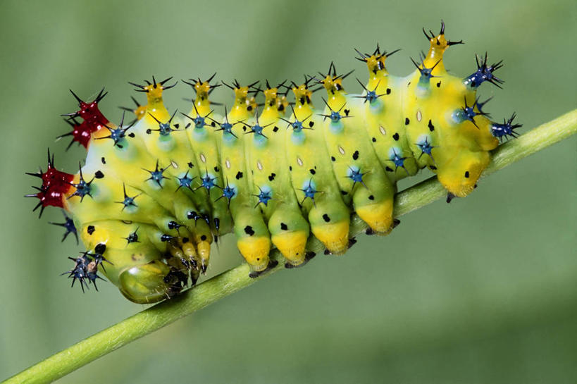 无人,横图,室外,特写,白天,侧面,昆虫,自然,动物,摄影,蛾,幼虫,毛虫,彩图