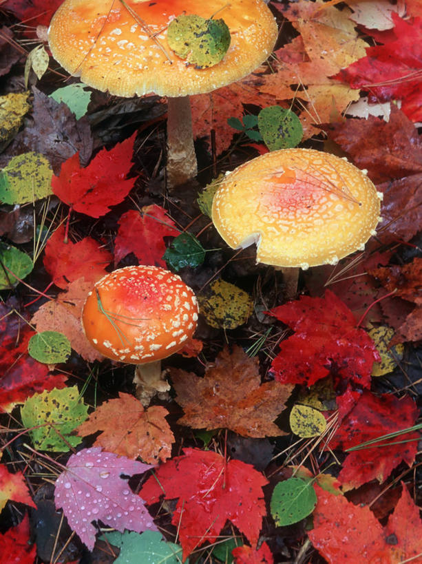 无人,竖图,特写,森林,叶子,饮食,红色,自然,橙色,季节,摄影,生长,真菌,显现,改变,秋天,彩图,林区,伞形毒菌