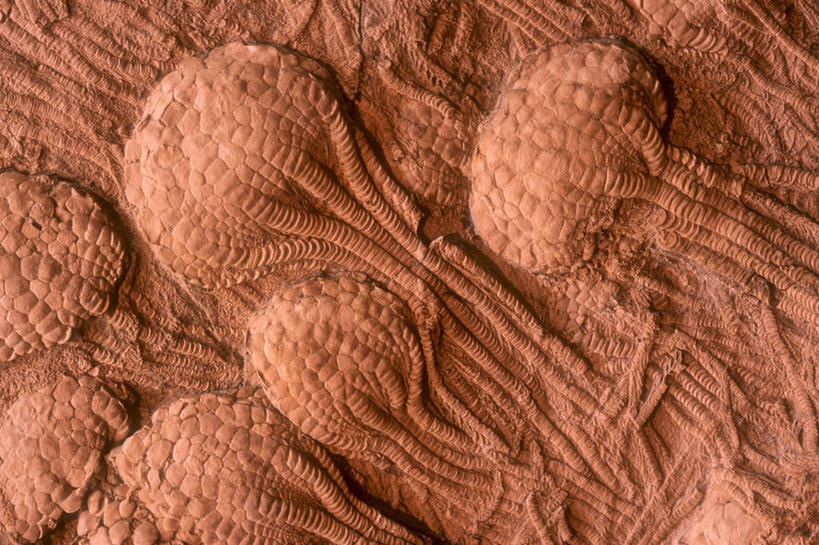 无人,横图,海洋,形状,时间,科学,化石,触须,泥土,历史,海洋生物,无脊椎动物,自然,摄影,水生动物,水生物,棘皮动物,海底动物,海百合,进化,地质学,岩石,彩图