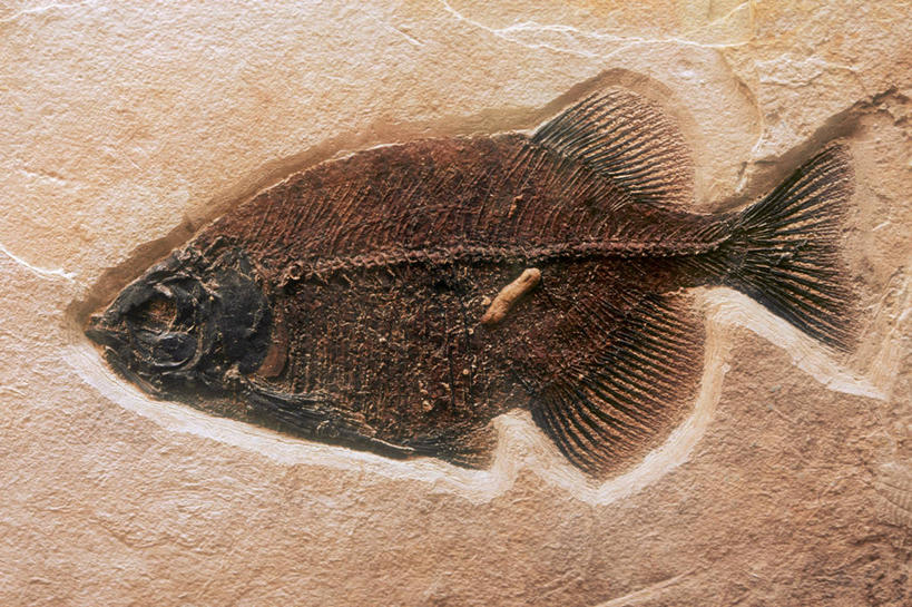 无人,横图,海洋,脚印,时间,化石,表格,鱼类,自然,摄影,生活方式,鳍,地质学,沙岩,岩石,彩图