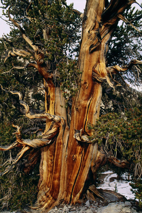 无人,竖图,室外,白天,松树,美国,粗糙,树皮,枝,树,树干,自然,摄影,生长,毛糙,加利福尼亚,常绿树,白山山脉,狐尾松,针叶树,彩图,粗拙