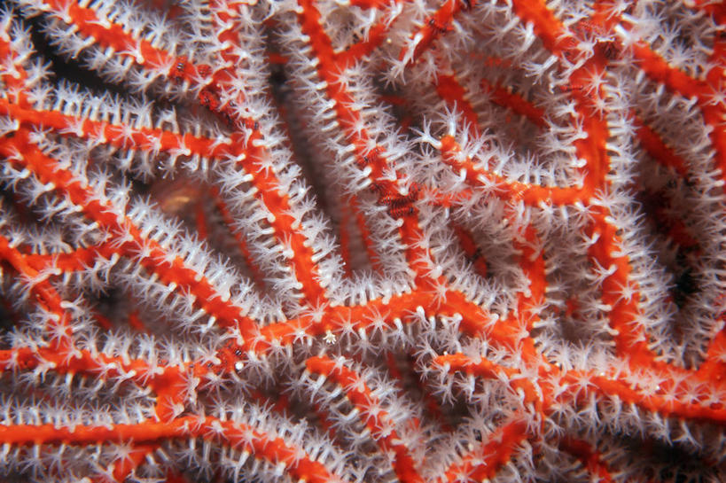 无人,横图,特写,水下,海洋,缅甸,珊瑚,茎,枝,海洋生物,无脊椎动物,红色,自然,摄影,腔肠动物,生物学,印度洋,柳珊瑚,珊瑚虫,石帆,海团扇,彩图,全画面,全框架,全帧,全画幅