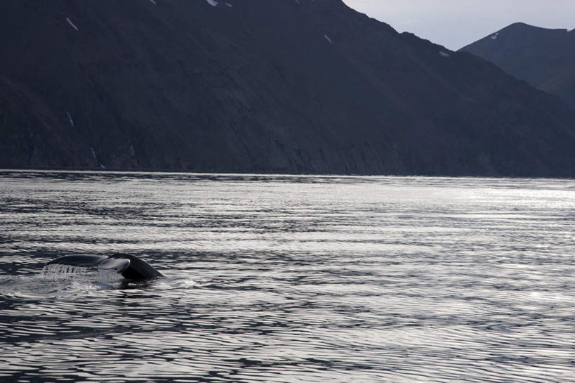 游泳,无人,横图,室外,白天,正面,旅游,度假,美景,山,山脉,哺乳动物,鲸鱼,欧洲,冰岛,一条,阴影,光线,影子,景观,山峰,山峦,娱乐,海洋生物,蓝色,蓝天,天空,阳光,自然,动物,群山,天,享受,休闲,景色,放松,鲸,座头鲸,自然风光,北欧,水生动物,水生物,海底动物,冰岛共和国,泅水,鲸类,大翅鲸,巨臂鲸,锯臂鲸,驼背鲸,拍浮,彩图,全身