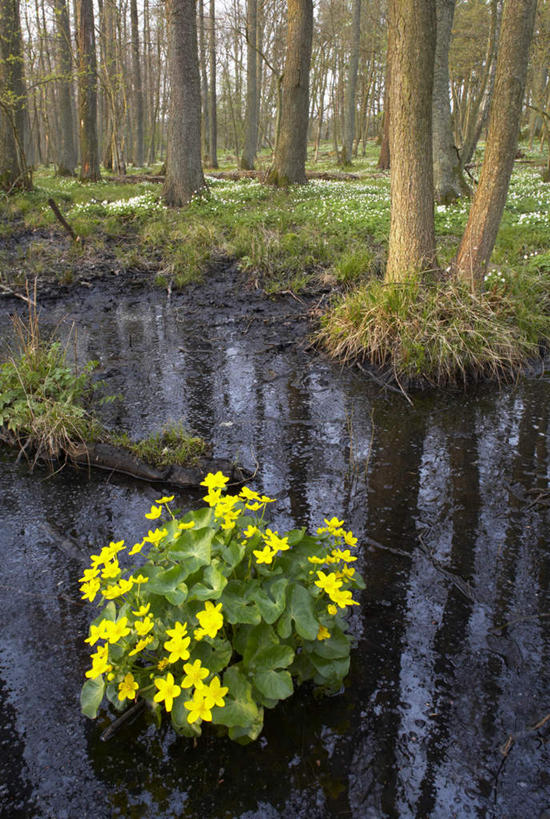 无人,竖图,室外,白天,正面,旅游,度假,美景,植物,瑞典,欧洲,许多,盛开,景观,树桩,娱乐,花,花瓣,花朵,花卉,鲜花,树,树干,树木,黄色,绿色,自然,花蕊,享受,休闲,木桩,景色,放松,生长,成长,分别,斯堪的纳维亚,自然风光,北欧,斯堪的纳维亚半岛,离别,长生菊,黄金盏,金盏花,金盏菊,醒酒花,惜别,瑞典王国,彩图