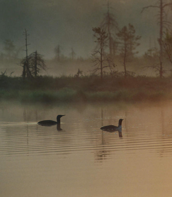 游泳,无人,竖图,室外,白天,侧面,旅游,度假,湖,湖泊,河流,美景,水,植物,鸟,瑞典,欧洲,鸟类,河水,湖面,景观,水流,水面,娱乐,树,树木,绿色,自然,动物,湖水,两只,享受,休闲,景色,放松,生长,成长,斯堪的纳维亚,自然风光,北欧,斯堪的纳维亚半岛,潜鸟,泅水,普通潜鸟,瑞典王国,拍浮,彩图,全身