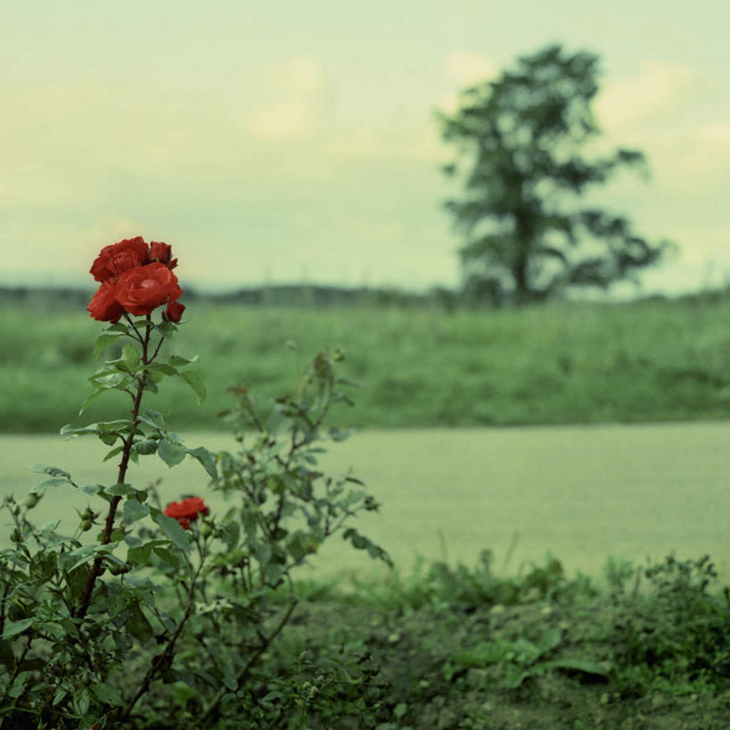 无人,方图,室外,白天,正面,爱情,旅游,度假,幸福,纯洁,热情,美景,植物,玫瑰,叶子,盛开,景观,绿叶,玫瑰花,浪漫,娱乐,花,花瓣,花朵,花卉,鲜花,一朵,红色,自然,花蕊,享受,休闲,温暖,温馨,嫩叶,景色,恩爱,放松,幼稚,暴躁,原始,和睦,暴力,自然风光,感动,张扬,尊敬,赤色,卑俗,血腥,激动,天真,危险,刺玫花,徘徊花,叶,叶片,彩图,融洽