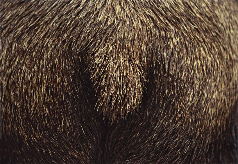 无人,站,横图,室外,白天,旅游,度假,美景,哺乳动物,鹿,野生动物,丰富,尾巴,景观,褐色,娱乐,一只,背面,自然,动物,站着,享受,休闲,景色,成熟,放松,可爱,活泼,毛发,自然风光,驼鹿,谦让,随和,罕达犴,堪达犴,站立,半身,彩图