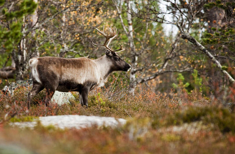无人,站,横图,室外,白天,侧面,旅游,度假,美景,森林,树林,植物,哺乳动物,鹿,野生动物,挪威,欧洲,景观,注视,娱乐,树,树木,一只,绿色,自然,动物,观察,看,站着,享受,休闲,景色,放松,可爱,活泼,生长,成长,观看,察看,斯堪的纳维亚,关注,自然风光,北欧,斯堪的纳维亚半岛,驼鹿,罕达犴,堪达犴,挪威王国,站立,彩图,全身