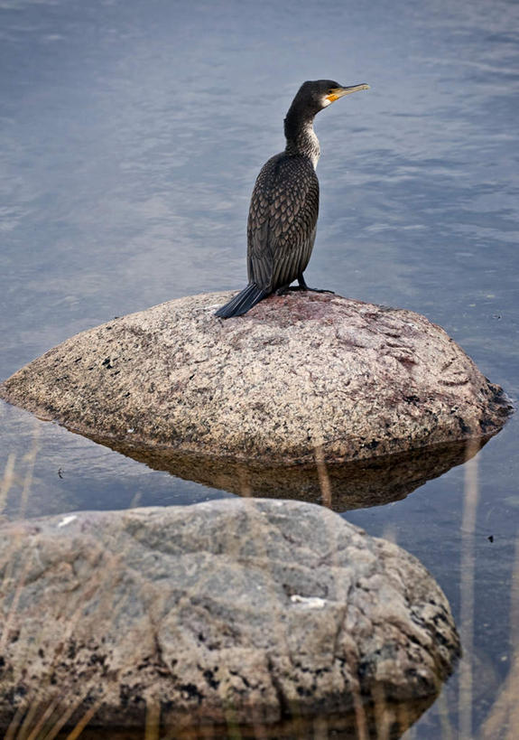 无人,站,竖图,俯视,室外,白天,旅游,度假,海浪,海洋,石头,美景,鸟,鸬鹚,鸟类,石子,景观,浪花,注视,娱乐,捕鱼,一只,自然,海水,观察,看,站着,享受,休闲,景色,放松,观看,察看,关注,自然风光,海景,鱼鹰,水老鸦,大海,风浪,海,海水的波动,近岸浪,石块,岩石,涌浪,站立,彩图,高角度拍摄,全身