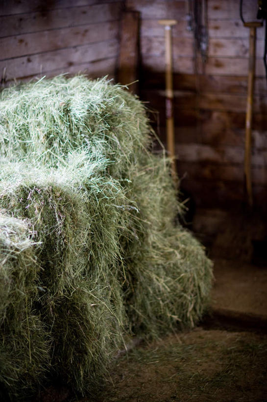 无人,竖图,室内,白天,正面,旅游,度假,草地,草坪,美景,植物,欧洲,冰岛,景观,娱乐,草,绿色,自然,享受,休闲,景色,放松,自然风光,北欧,冰岛共和国,彩图