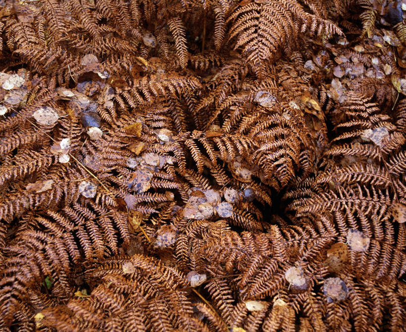 无人,横图,俯视,室外,白天,旅游,度假,美景,植物,叶子,瑞典,欧洲,丰富,景观,褐色,绿叶,蕨菜,娱乐,自然,享受,休闲,嫩叶,景色,成熟,放松,生长,成长,野菜,斯堪的纳维亚,自然风光,北欧,斯堪的纳维亚半岛,山珍,谦让,随和,瑞典王国,叶,叶片,彩图,高角度拍摄