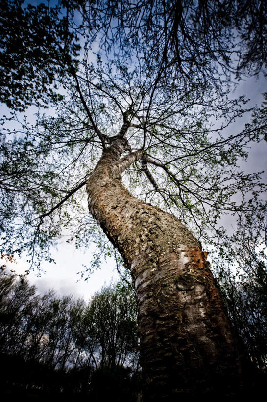 无人,竖图,室外,白天,仰视,旅游,度假,美景,植物,叶子,欧洲,冰岛,阴影,光线,影子,景观,云,云朵,绿叶,树桩,云彩,娱乐,树,树干,树木,蓝色,绿色,白云,蓝天,天空,阳光,自然,天,享受,休闲,嫩叶,木桩,景色,放松,生长,成长,自然风光,北欧,冰岛共和国,阿库雷里,叶,叶片,彩图,低角度拍摄