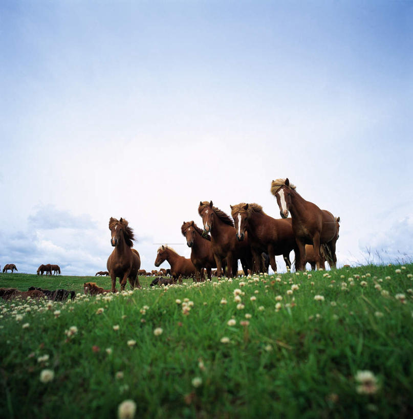 无人,站,竖图,室外,白天,正面,旅游,度假,草地,草坪,美景,植物,马,野生动物,欧洲,冰岛,一群,许多,阴影,光线,影子,景观,云,云朵,很多,云彩,注视,娱乐,草,蓝色,绿色,白云,蓝天,天空,阳光,自然,动物,天,观察,看,站着,享受,休闲,景色,放松,运输,牲畜,晴朗,观看,生态,察看,关注,自然风光,北欧,冰岛共和国,群落,生态系统,生物圈,种群,晴空,站立,半身,彩图