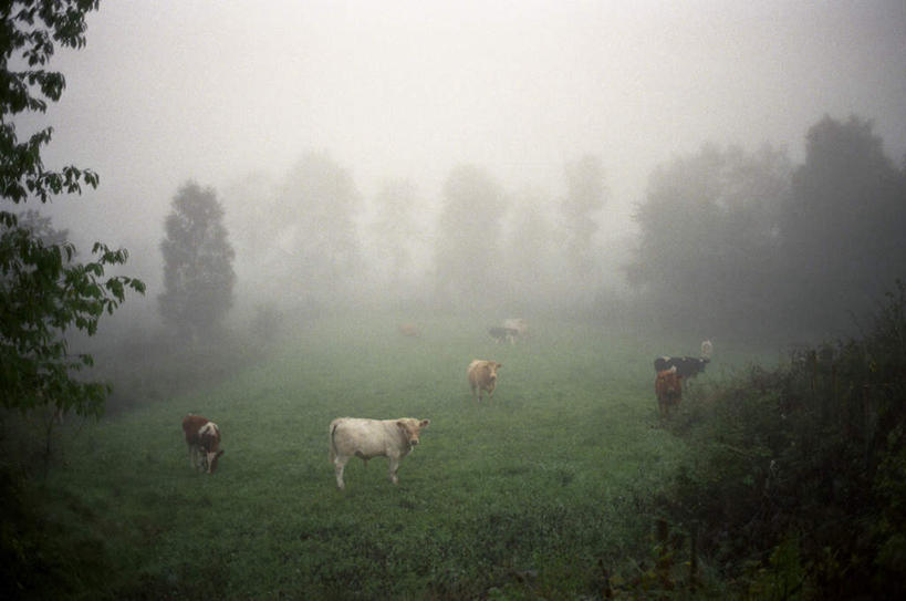 无人,站,吃,横图,室外,白天,正面,草地,草原,草坪,植物,雾,牛,瑞典,欧洲,一排,一群,许多,阴影,朦胧,模糊,整齐,光线,影子,旷野,很多,注视,草,树,树木,排列,绿色,阳光,自然,动物,观察,看,站着,家畜,牲畜,生长,成长,观看,生态,迷雾,察看,斯堪的纳维亚,队列,关注,原野,北欧,斯堪的纳维亚半岛,瑞典王国,群落,生态系统,生物圈,种群,大雾,嚼,食,站立,彩图,全身