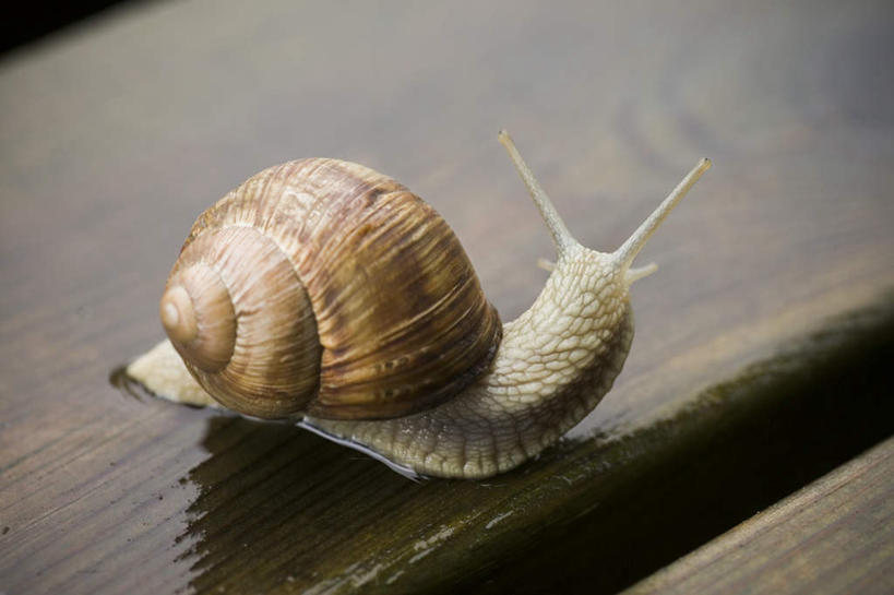 无人,横图,俯视,室外,特写,白天,缓慢,雨,暴雨,大雨,椅子,阴影,光线,蜗牛,影子,木椅,注视,一只,动物,观察,看,爬,观看,细雨,软体动物,察看,关注,迟钝,迟缓,小雨,彩图,高角度拍摄,全身