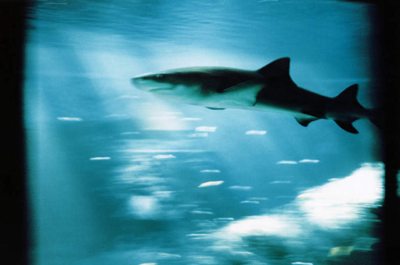 游泳,无人,横图,室内,白天,侧面,鲨鱼,野生动物,一条,表演,阴影,光线,影子,注视,水族馆,动物,观察,看,展示,海底世界,观看,展览,察看,饲养,关注,凶猛,收集,泅水,黑鳍礁鲨,黑鳍鲨,黑翼鲨,乌翅真鲨,拍浮,极地海洋世界,残暴,凶残,沙鱼,彩图,全身