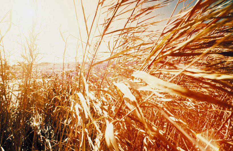 无人,农田,横图,室外,特写,白天,正面,旅游,度假,庄稼,农作物,小麦,美景,阴影,光线,影子,景观,谷物,夏季,娱乐,蓝色,蓝天,天空,阳光,自然,天,夏日,夏天,享受,休闲,景色,放松,麦子,生长,晴朗,成长,自然风光,发展,万里无云,炎天,晴空,晴空万里,彩图,耕地,庄稼田