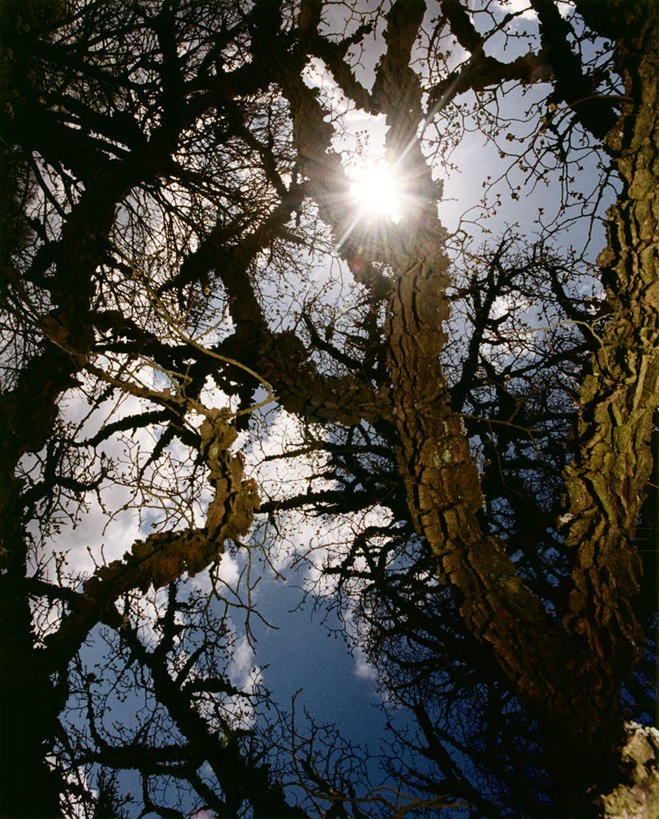 无人,竖图,室外,白天,仰视,旅游,度假,美景,植物,瑞典,欧洲,阴影,曲折,光线,光泽,影子,景观,枝条,光芒,照射,娱乐,树,树木,树枝,蓝色,蓝天,天空,阳光,自然,天,享受,休闲,景色,放松,盘曲,晴朗,斯堪的纳维亚,自然风光,北欧,斯堪的纳维亚半岛,照耀,光辉,万里无云,毫光,瑞典王国,虬枝,枝杈,映照,晴空,晴空万里,彩图,低角度拍摄