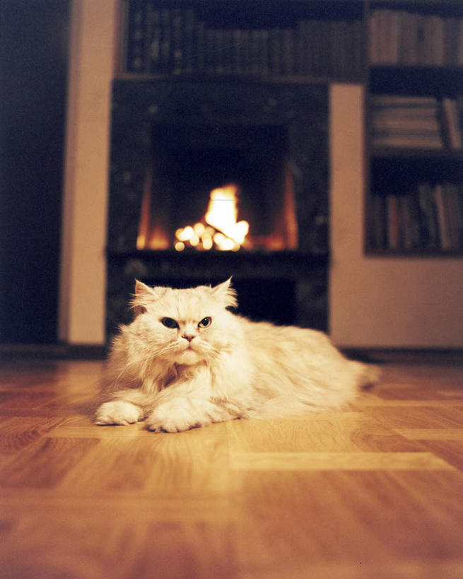 无人,家,竖图,室内,白天,正面,地板,宠物,猫,阴影,光线,影子,房屋,屋子,灯光,波斯猫,地面,注视,楼房,木地板,住宅,一只,动物,观察,看,趴着,可爱,观看,察看,关注,猫咪,趴,彩图,全身,房子