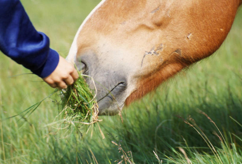 西方人,一个人,农场,站,吃,横图,室外,白天,侧面,旅游,度假,畜牧业,牧场,草地,草坪,美景,植物,马,野生动物,欧洲,欧洲人,仅一个男性,仅一个人,仅一个中年男性,喂食,阴影,光线,影子,景观,娱乐,一匹,草,绿色,阳光,自然,动物,站着,享受,休闲,景色,放松,运输,牲畜,自然风光,畜牧,牧业,男人,男性,中年男性,白种人,嚼,食,站立,半身,彩图