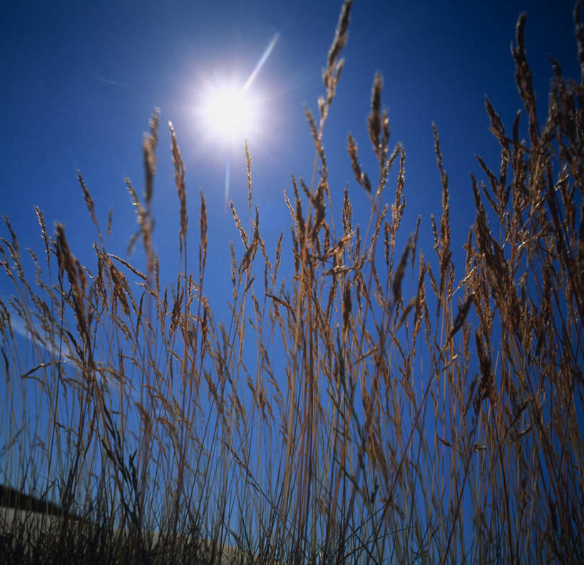 无人,横图,室外,特写,白天,仰视,旅游,度假,美景,太阳,植物,阴影,枯萎,光线,影子,景观,枯草,娱乐,草,黄色,蓝色,蓝天,天空,阳光,自然,天,享受,休闲,景色,放松,晴朗,自然风光,万里无云,炫光,晴空,晴空万里,彩图,低角度拍摄