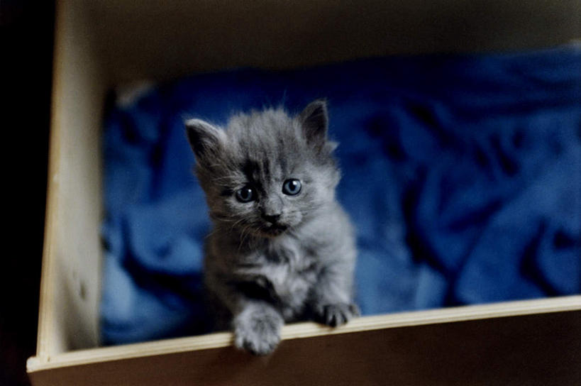 无人,站,横图,俯视,室内,特写,白天,宠物,猫,阴影,光线,包装,影子,纸箱,注视,一只,灰色,动物,容器,箱子,观察,看,站着,可爱,幼崽,观看,察看,关注,纸板箱,猫咪,包装箱,柔和,大方,细致,中间色,朴素,平稳,站立,彩图,高角度拍摄,全身