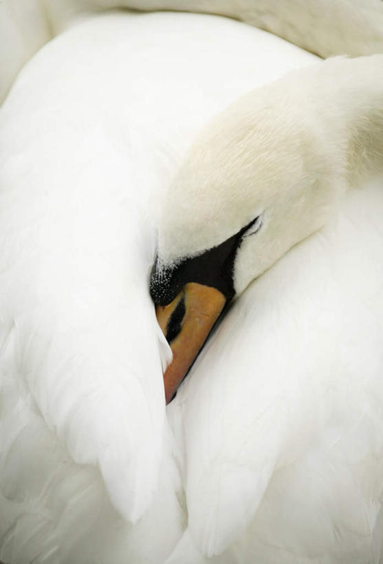 头,无人,闭眼,竖图,俯视,室外,特写,白天,鸟,野生动物,天鹅,蜷缩,阴影,光线,鸟类,影子,一只,白色,阳光,动物,趴着,可爱,头部,鹄,闭眼睛,闭着眼,闭着眼睛,趴,半身,彩图,高角度拍摄