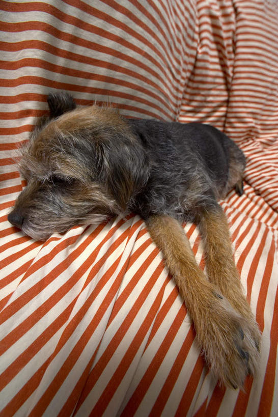 无人,闭眼,竖图,室内,白天,侧面,沙发,宠物,狗,阴影,条纹,柔软,光线,影子,灯光,一只,红色,动物,趴着,休息,可爱,柔滑,布艺沙发,忠诚,歇息,娇嫩,柔嫩,优柔,苏息,犬,闭眼睛,闭着眼,闭着眼睛,趴,彩图,全身