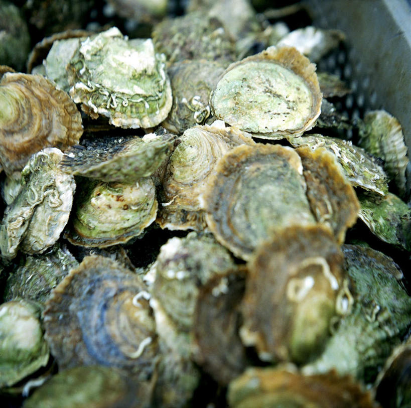 无人,横图,俯视,室外,白天,美景,贝壳,瑞典,欧洲,一堆,许多,阴影,堆叠,堆积,丰富,平静,光线,影子,景观,很多,丰盛,阳光,自然,景色,安静,堆,宁静,斯堪的纳维亚,静谧,自然风光,北欧,斯堪的纳维亚半岛,沉静,恬静,安祥,僻静,清静,太平,布胡斯,瑞典王国,丰硕,丰厚,富厚,厚实,贝类外壳,海螺壳,软体动物外壳,彩图,高角度拍摄