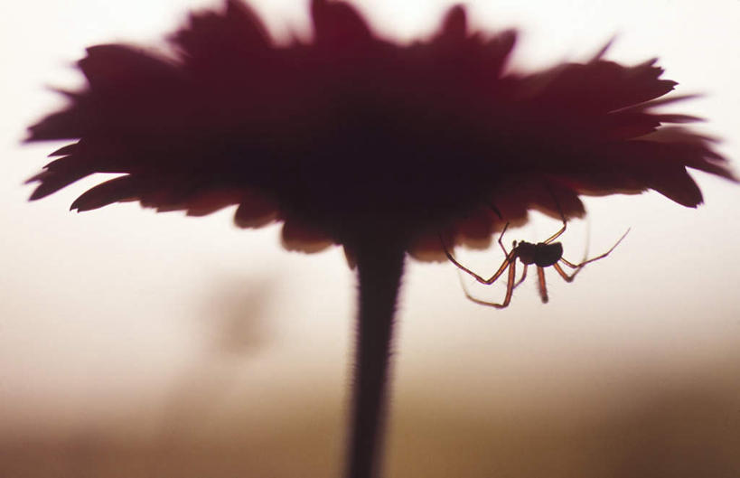 无人,横图,室外,白天,正面,阴影,朦胧,模糊,盛开,光线,昆虫,蜘蛛,影子,大丽花,夏季,花蕾,注视,花,花瓣,花朵,鲜花,一朵,一只,阳光,动物,夏日,夏天,花苞,花蕊,观察,看,趴着,菊花,观看,大理花,察看,八脚螅,关注,节肢动物,益虫,大丽菊,富丽,大方,炎天,波丝,幽灵蛛,趴,彩图,全身