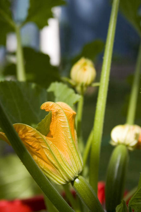 无人,竖图,室内,白天,正面,旅游,度假,美景,南瓜,蔬菜,阴影,朦胧,模糊,新鲜,盛开,光线,影子,景观,金瓜,食品,花蕾,温室,娱乐,番瓜,花,花瓣,花朵,鲜花,食物,一朵,黄色,阳光,自然,花苞,花蕊,享受,休闲,温暖,景色,放松,有机食品,绿色食品,温和,麦瓜,倭瓜,自然风光,温顺,和缓,和煦,暖和,温煦,彩图