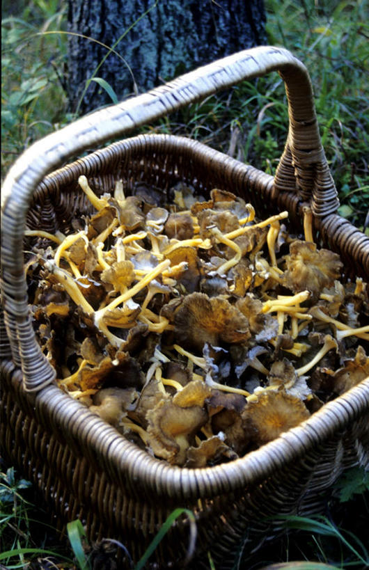 无人,交叉,竖图,俯视,室外,白天,旅游,度假,草地,草坪,美景,植物,竹子,瑞典,欧洲,一堆,许多,阴影,堆叠,堆积,竹制,平静,编织,光线,篮子,影子,景观,菌菇,蘑菇,很多,菌类,娱乐,草,树,树木,绿色,阳光,自然,竹篮,享受,休闲,食用菌,景色,安静,放松,生长,成长,竹条,堆,宁静,交织,竹制品,斯堪的纳维亚,静谧,自然风光,北欧,斯堪的纳维亚半岛,沉静,恬静,安祥,穿插,僻静,清静,太平,瑞典王国,充满,充溢,满盈,彩图,高角度拍摄