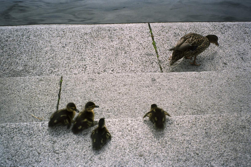 无人,家庭,站,横图,俯视,室外,白天,旅游,度假,河流,美景,水,楼梯,鸟,羽毛,瑞典,欧洲,许多,阴影,轻盈,柔软,平静,光线,鸟类,鸭,影子,阶梯,河水,景观,水流,很多,娱乐,家禽,台阶,阳光,自然,动物,站着,享受,休闲,温暖,温馨,一家人,景色,安静,放松,栖息,牲畜,五只,宁静,和睦,斯堪的纳维亚,静谧,自然风光,北欧,斯堪的纳维亚半岛,秋沙鸭,轻柔,沉静,恬静,安祥,僻静,清静,太平,普通秋沙鸭,莎鸭,瑞典王国,栖身,站立,彩图,高角度拍摄,全身,融洽
