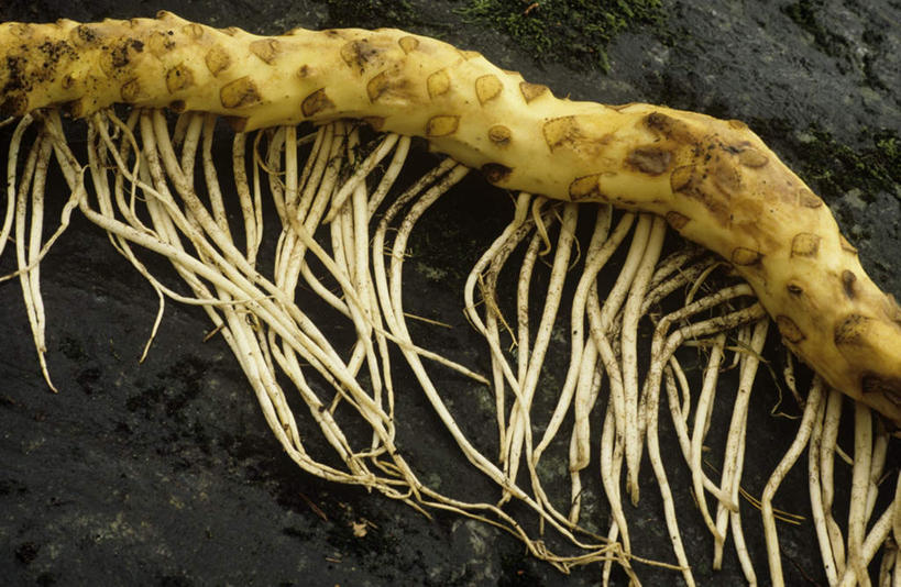 无人,横图,俯视,室外,特写,白天,植物,一排,许多,整齐,泥土,土壤,根须,根部,很多,干净,排列,一个,绿色,自然,清洁,生长,单个,成长,死亡,队列,洁净,殒命,灭亡,彩图,高角度拍摄